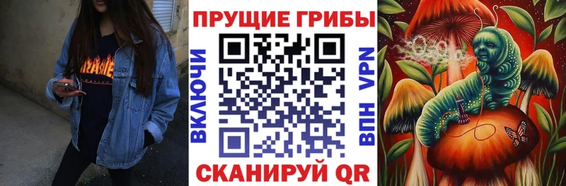 Галлюциногенные грибы Psilocybe  Кудрово 
